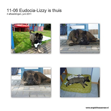 Eudocia-Lizzy is thuis in lisse